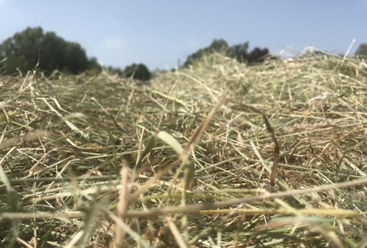 Harvested hay